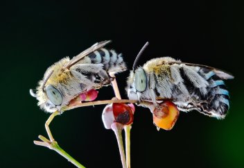 Араларға заңды құқық берілді...