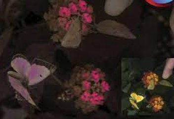 Әлемді түрлі жануардың көзімен көруге мүмкіндік беретін камера әзірленді (видео)