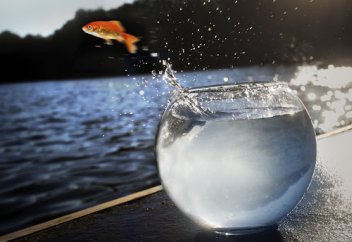 Адамзат болашақта балықты түсінде көреді – жаһандық жылынудан балықтар шағылысудан, ұрпақ өрбітуден қалады