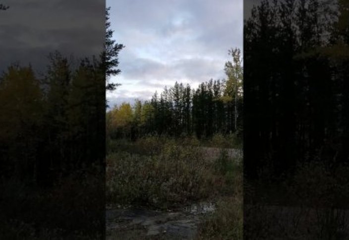 Жуткий вопль неизвестного существа записали в канадском лесу (видео)