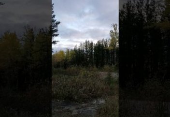 Жуткий вопль неизвестного существа записали в канадском лесу (видео)