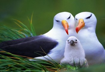 Жаһандық жылынудан құстар «ажырасып» жатыр