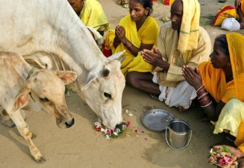Үнділер үшін мұсылмандар сиыр етінен қағылмақ