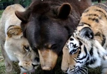 Жануарлар әлемі: Аю, арыстан және жолбарыс 15 жыл тату-тәтті бірге тіршілік етуде (ВИДЕО)