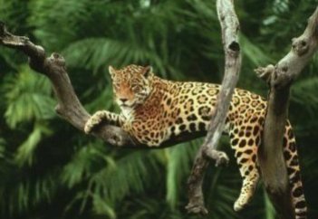 Әлемдегі ең ірі орманды армия қорғайтын болды