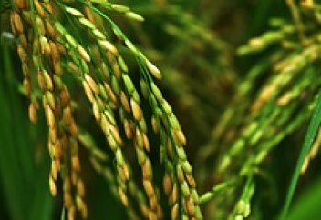 Қытайлар аштықпен күресудің тың тәсілін ойлап тапты