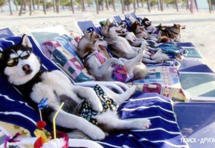 В Турции откроют пляж для домашних животных