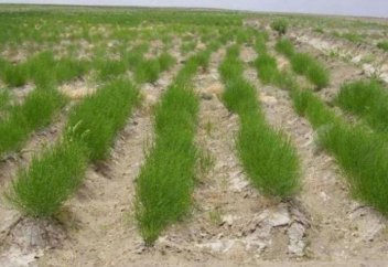 Арал теңізінің түбіне сексеуіл егіліп жатыр