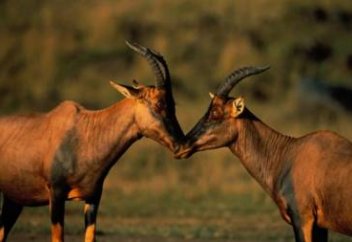 Әр жан иесінің еркек-ұрғашысы  қалай пайда болды?