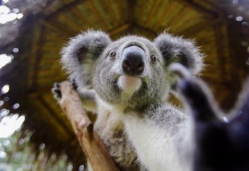 Шамамен 700 коаланы өлтірді