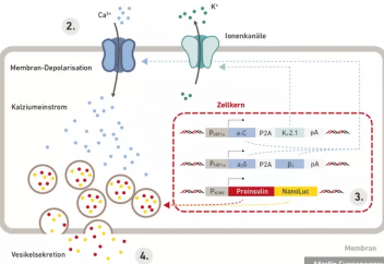 Инсулин істеп шығаратын электрлі-жасушалы имплант жасалды