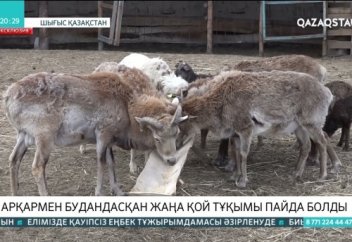 Елімізде арқармен будандасқан жаңа қой тұқымы пайда болды