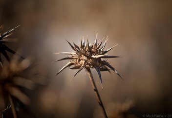 Рассказ о том, как некий человек посадил на дороге колючий кустарник
