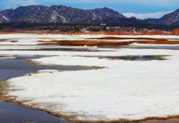 Баянауылға аққулар қайта оралды