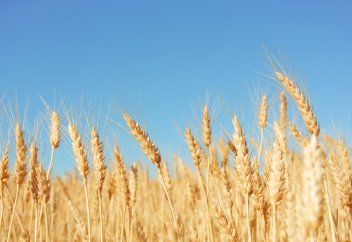 Құрғақшылық жайлағанда астық түсімін арттыратын тиімді тәсіл табылды