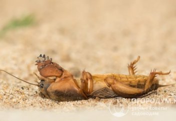 Жәндіктердің 40 пайызы жойылып кетті, енді тағы үштен бірі қырылады