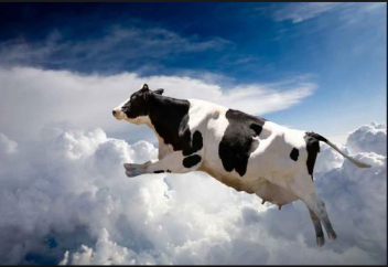 Аспанға сиыр ұшты (видео)