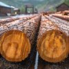 Стартап запускает производство древесины, которая прочнее стали