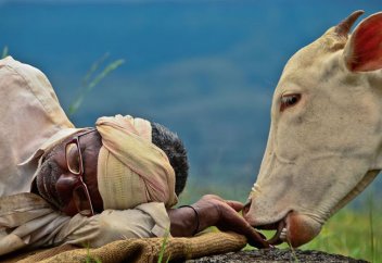 Сиыр етін тасымалдағаны үшін тезек жегізіп жазалады (видео)
