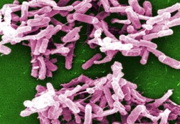 Адам ғұмырын ұзартатын бактерия табылды