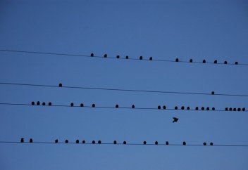 Как укрепление прав на землю сдержит миграцию