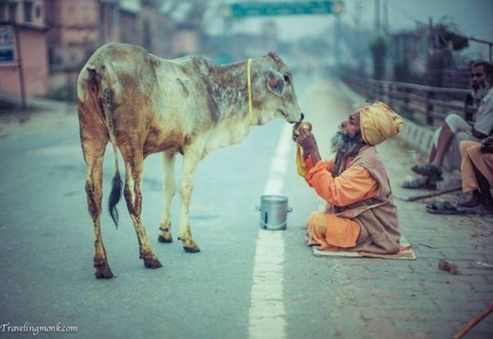 Үндістанда сиыр етін жеген азаматты таспен атқылады