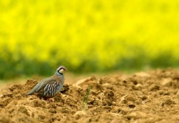 Еуропада француз құсының соңғы тұқымы жойылды. Салдары қандай?