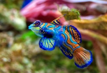 Балықтар туралы қызықты мәліметтер