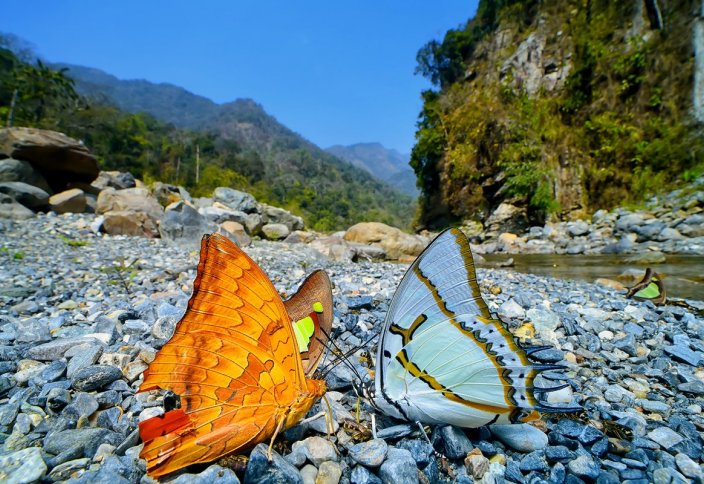 10 лучших снимков дикой природы: Nature inFocus Photo Awards