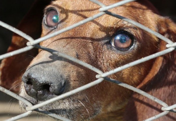 СМИ могут наказать за кадры жестокого обращения с животными в Казахстане