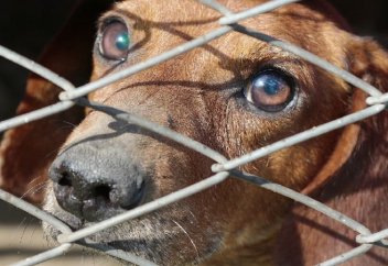 СМИ могут наказать за кадры жестокого обращения с животными в Казахстане