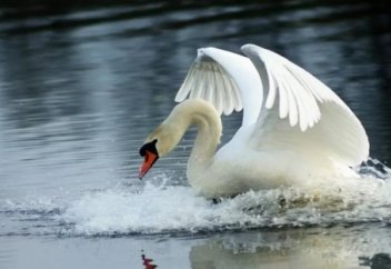 Әнші Шақтай - Айдындағы аққулар.