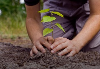 9 жыл ішінде Үндістанда 3,5 млн-нан аса ағаш отырғызылған