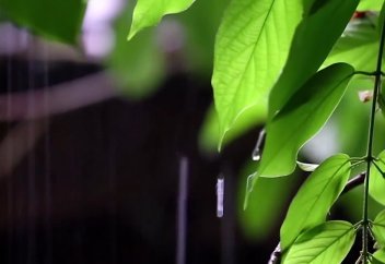 Жаңбырдың кереметі