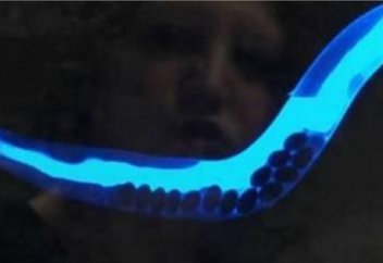 Учёные смогли увидеть саму смерть! И запечатлеть её на видео