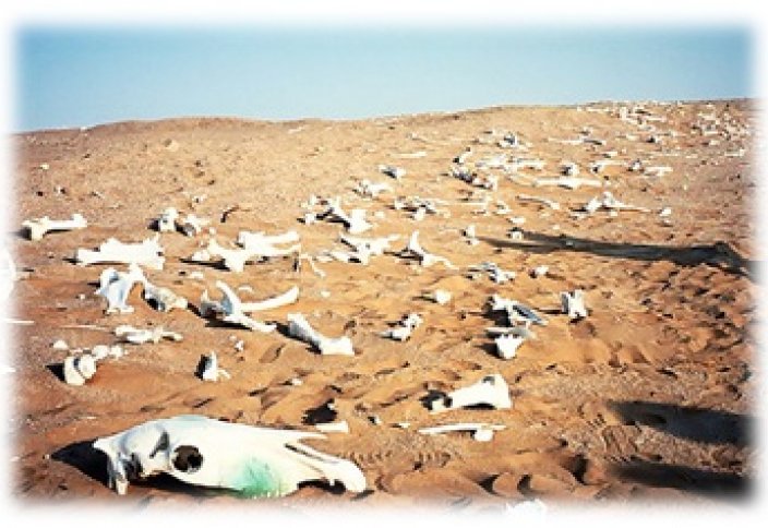 Дата первого вымирания живых организмов на Земле названа учеными