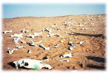 Дата первого вымирания живых организмов на Земле названа учеными