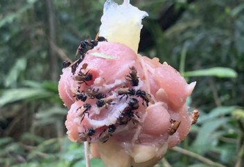 Тропикалық белдеудегі аралардың тісі өсіп, өлексемен қоректене бастады