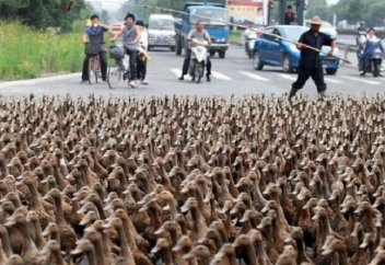 Жануарлар әлемі: Жаяу өтпе жолдағы 20 мың үйрек жол кептелісіне себеп болды (видео)