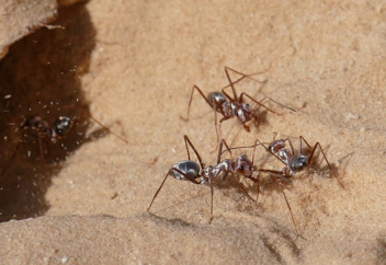 Құмырсқа тісінің құдырет құпиясы ашылды