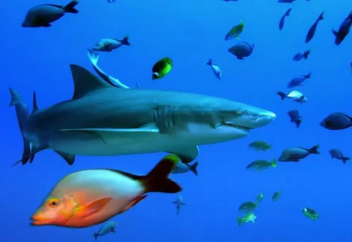 Араб елінде акулаларды аулауға тыйым салынды