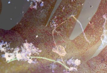 Микропластиктің далаға қарағанда үйде шоғырлану деңгейі жоғары болып шықты