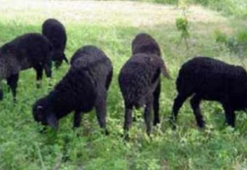 Разное: В Узбекистане планируют создать фонд развития каракулеводства