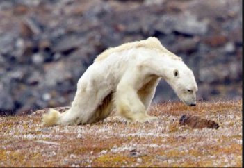 80 жылдан кейін ақ аюлар жер бетінен жойылып кетуі мүмкін
