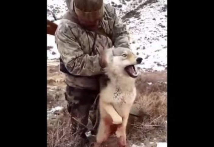 Қасқырды қарусыз аулайтын қазақстандық аңшы (видeо)