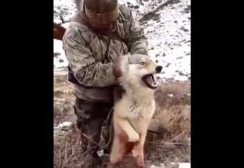 Қасқырды қарусыз аулайтын қазақстандық аңшы (видeо)