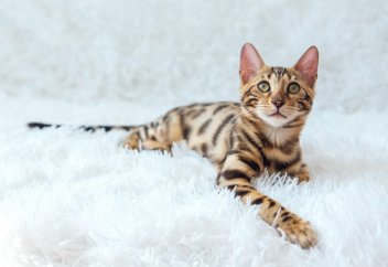 Жойылып бара жатқан аңды құтқару үшін 1 млн ағаш отырғызылады  (видео)