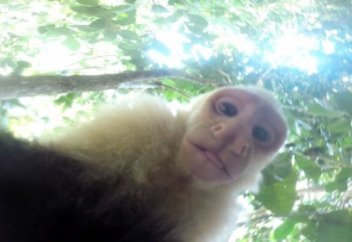 Жануарлар әлемі: Капуцин тұқымдас маймылдар бейнекамера ұрлап, достарымен селфи жасады (видео)