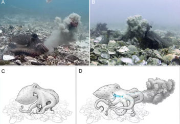 Сегізаяқтардың өзара төбелесі алғаш рет таспаға тартылып қалды (видео)