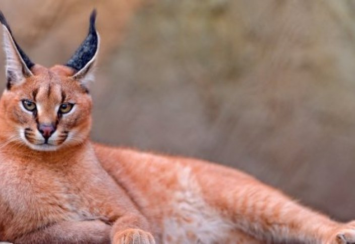 Редкого хищника удалось снять на видеоловушку на Устюрте (видео)